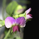 Image for article titled The First Space Flower Bloomed Decades Ago, Not This Week